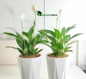 Peace Lily Brown Tips And Peace Lily Yellow Leaves Brown tips on Peace Lily leaves and yellowing leaves are common issues that can indicate various underlying problems. Here’s how to address each: Brown Tips on Peace Lily Leaves: Brown tips on Peace Lily leaves are often caused by dry air or inconsistent watering. To remedy this issue: Humidity: Increase humidity around the plant by misting the leaves regularly or placing a humidity tray filled with water and pebbles near the plant. Watering: Ensure that you are watering the Peace Lily consistently, keeping the soil evenly moist but not waterlogged. Avoid letting the soil dry out completely between waterings, as this can lead to leaf tip browning. Water Quality: Use filtered or distilled water to avoid the buildup of salts and minerals, which can cause leaf burn. Trimming: Trim off the browned tips with clean scissors to improve the plant’s appearance. Make sure to cut just above the browned area, leaving a clean edge. Yellow Leaves on Peace Lily: Yellowing leaves on a Peace Lily can be a sign of overwatering, underwatering, or other issues. Here’s how to address yellow leaves: Watering: Check the moisture level of the soil and adjust your watering routine accordingly. If the soil is consistently soggy, reduce watering frequency. Conversely, if the soil is dry, water the plant more often. Drainage: Ensure that the pot has proper drainage holes at the bottom to prevent water from pooling around the roots. Repot the plant in well-depleting soil if vital. Light: Peace Lilies prefer bright, indirect light. Ensure that the plant is not exposed to direct sunlight, as this can cause leaf scorching and yellowing. Nutrient Deficiency: Yellowing leaves can also indicate a nutrient deficiency, particularly nitrogen. Consider feeding the plant with a balanced fertilizer to replenish essential nutrients. Pest or Disease: Check the plant for signs of pests such as spider mites or diseases such as root rot, which can also cause yellowing leaves. Treat the plant accordingly if pests or diseases are present. By addressing the underlying causes of brown tips and yellowing leaves, you can help your Peace Lily regain its health and vitality, ensuring it continues to thrive and beautify your indoor space. Frequently Asked Questions Are Peace Lilies toxic to cats? Indeed, Peace Lilies are poisonous to felines whenever ingested. They contain calcium oxalate crystals, which can cause irritation and discomfort if consumed. It’s essential to keep Peace Lilies out of reach of cats and other pets to prevent accidental ingestion. Can a Peace Lily live outside? Peace Lilies are native to tropical regions and thrive in warm, humid environments. While they can tolerate outdoor conditions in mild climates, they are primarily grown as indoor plants in most regions. If you live in a suitable climate with temperatures above 50°F (10°C) and high humidity, you can place your Peace Lily outdoors in a shaded or partially shaded area. How much light does a Peace Lily need? Peace Lilies prefer bright, roundabout light yet can endure low-light circumstances. Place them near a window with filtered sunlight or in a location where they receive bright, indirect light for several hours a day. Avoid exposing Peace Lilies to direct sunlight, as this can scorch their leaves. If growing them indoors, providing artificial grow lights can supplement natural light and ensure optimal growth.