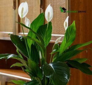 Peace Lily