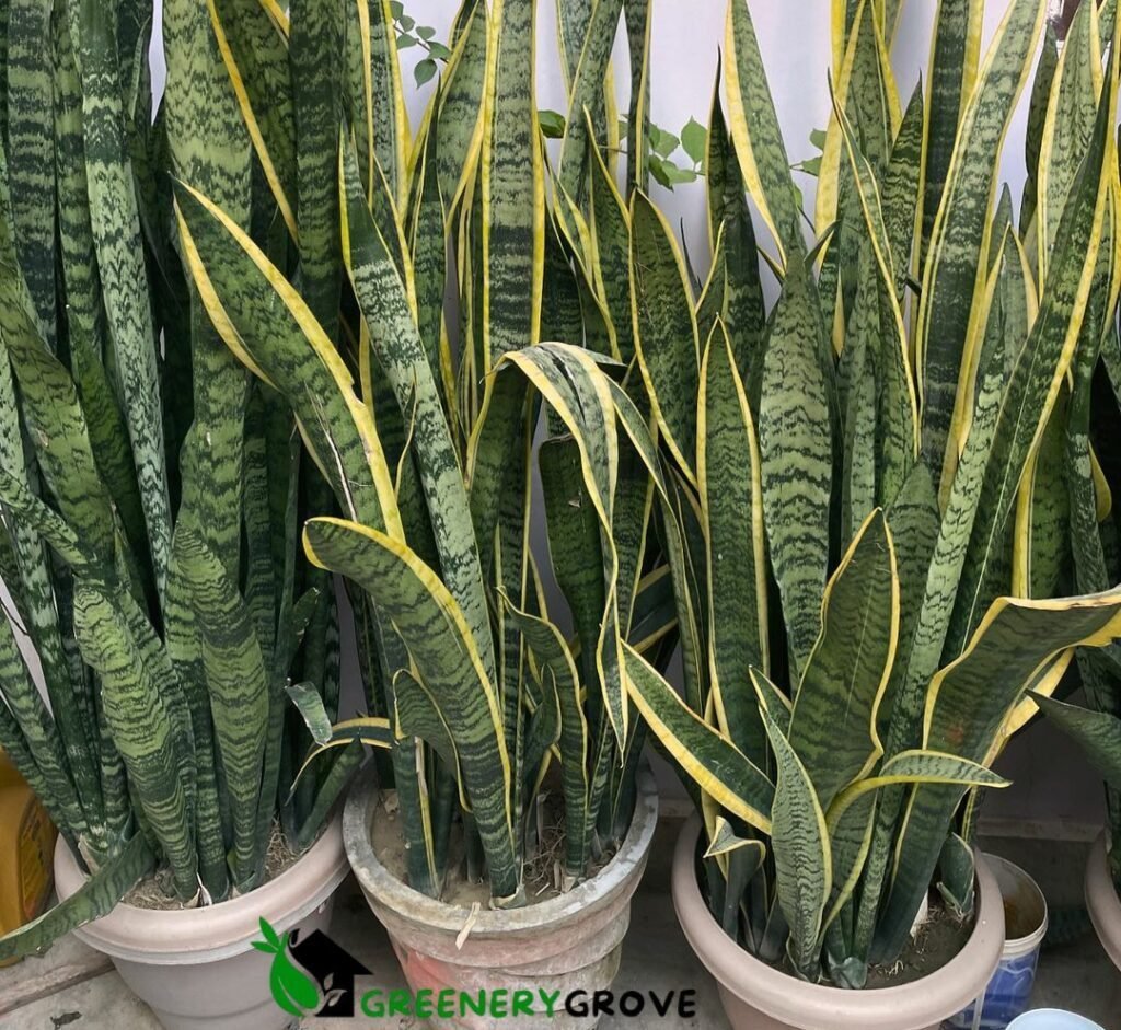 Snake plant