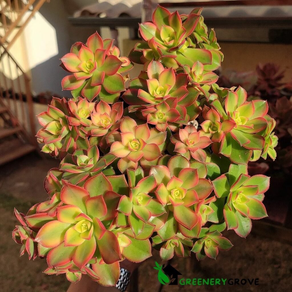 Aeonium Kiwi