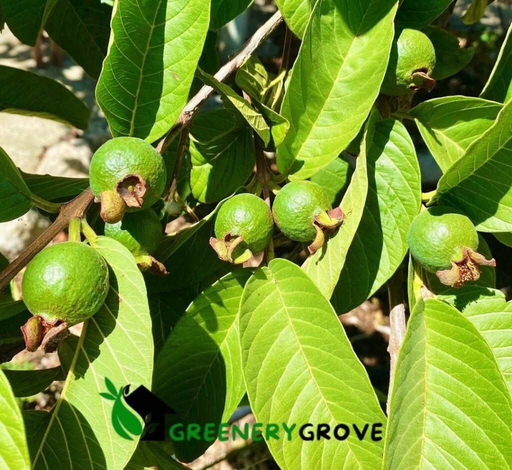 Guava Tree