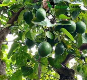 Avocado Tree