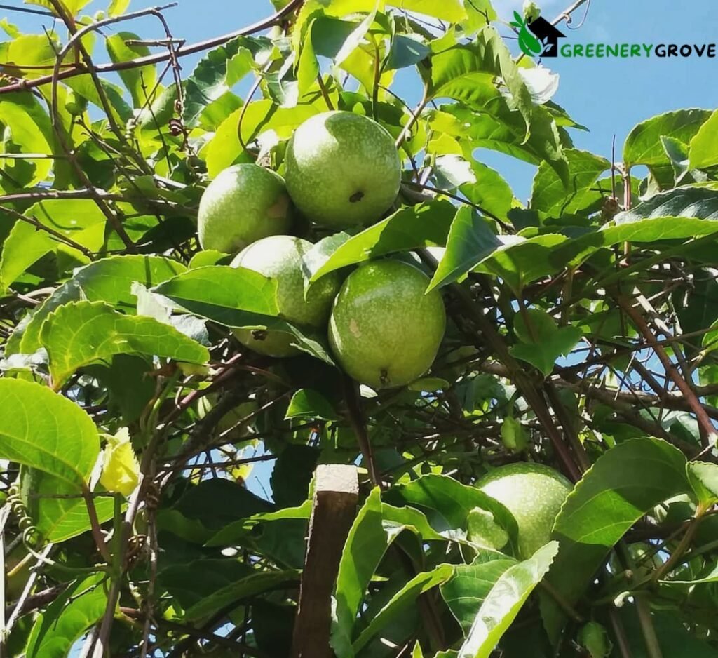 Passion Fruit Plants