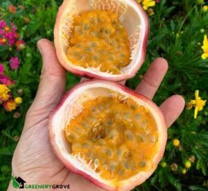 Passion Fruit Plants